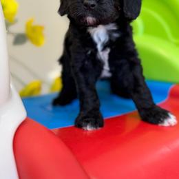 Lucy - Black female Cavapoo puppy in Yuciapa, California from AlltheDoodlez_