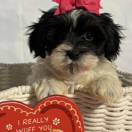 Temptation - Black and white female Havanese puppy in Clermont, Florida from Country Sweet Havanese and Creative Coaching