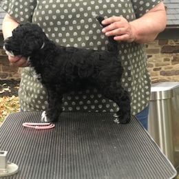 Portuguese Water Dog Puppies from Presidio PWDs