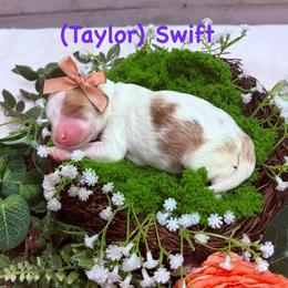 Taylor Swift - Parti female Goldendoodle puppy in Burley, Idaho from Gold Country mini doodles
