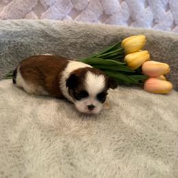 Hazel - Chocolate female Shih Tzu puppy in Success, Missouri from Sweet Success