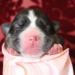 Pink - Black and white female Siberian Husky puppy in York, Pennsylvania from Spalla Pups