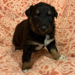 Gretchen - Black tri-color female Australian Shepherd puppy in Roff, Oklahoma from Circle J Aussies