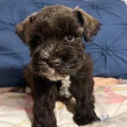 Basil - Liver female Miniature Schnauzer puppy in Russellville, Arkansas from River Valley Great Danes & Miniature Schnauzers