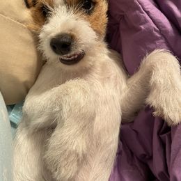 Russell Terrier Puppies from Acorn Ridge JRT