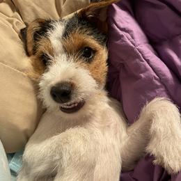 Russell Terrier Puppies from Acorn Ridge JRT