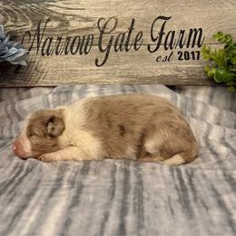 Dolly - White and red merle female Border Collie puppy in Moody, Texas from Narrow Gate Farm