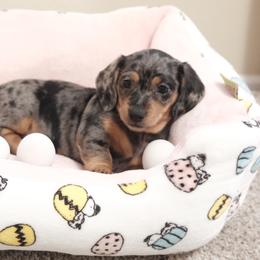 Girl 1 - Dapple female Dachshund puppy in Lady Lake, Florida from Mimis dainty daxis