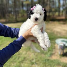 Bernedoodle Puppies from Bernedoodle Bliss