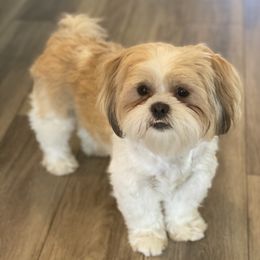 Vinny - Shih Tzu