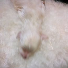 Goldendoodle and Poodle Puppies from Cristin's Poodles