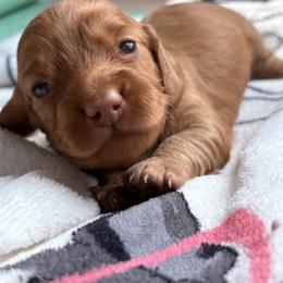 Boy - Red male Dachshund puppy in Massies Mill, Virginia from Pigeon Hill Dachshunds