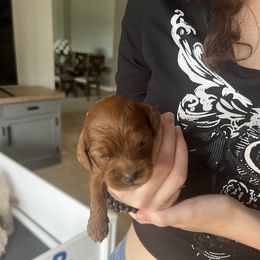 Cockapoo Puppies from Brevard County Cockapoos