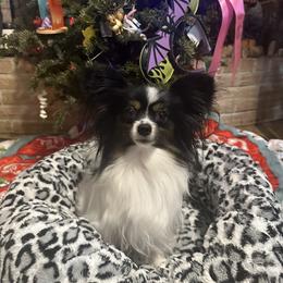 Norwegian Elkhound and Papillon All Grown Up from Mikanon