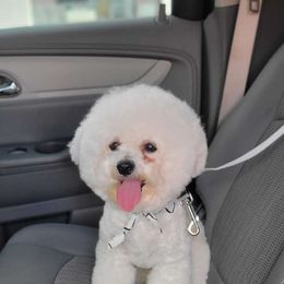 Marshmallow - Bichon Frise