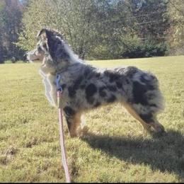 Penny - Toy Australian Shepherd