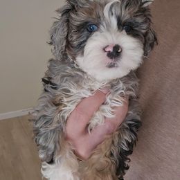 Boy 1 - Merle male Schnoodle puppy in Galena, Illinois from Perry's doodles