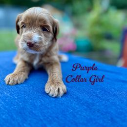 Purple Collar Girl - Apricot female Australian Labradoodle puppy in Rhode Island from Highland Beach Labradoodles