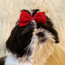 Shih Tzus from Lil’ Bit’s Shih Tzu