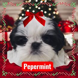 Girl 1 - Black and white female Shih Tzu puppy in Arizona from Shihtzucircusaz