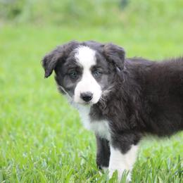 Boy 3 - Seal male Border Collie puppy in Tylertown, Mississippi from Cool Meadow Farms
