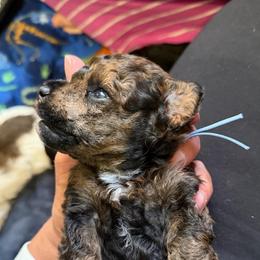 Willie - Sable male Poodle puppy in Ardmore, Oklahoma from The Poodles of Green Acres