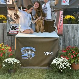 German Shepherd Puppies from Haus of Beautiful Chaos German Shepherds