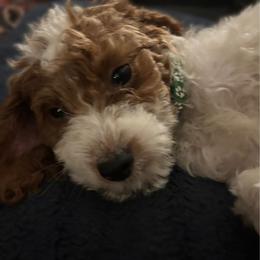 Light Blue - aka California - Nevada - Parti male Goldendoodle puppy in Eunice, Louisiana from Maison De Pawz