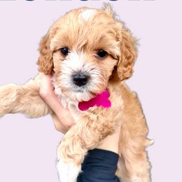 London - Cream Cavapoo puppy in Miami, Florida from 305.doods