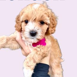 London - Cream Cavapoo puppy in Miami, Florida from 305.doods