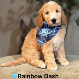Rainbow Dash- Blue - Cream female Goldendoodle puppy in Bay City, Texas from Charming Doods Goldendoodles