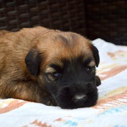 Maple - Wheaten female Soft Coated Wheaten Terrier puppy in Kirksville, Missouri from Ironwood Ridge Kennels