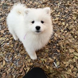 Purple - White female Samoyed puppy in Paulden, Arizona from Carefree Samoyeds & Deserthills Labradors