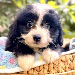 Bryce - Black and white male Aussiedoodle puppy in Vacaville, California from Starlight Goldendoodles