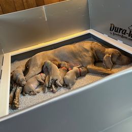 Weimaraner Puppies from Sterling Hill Weimaraners