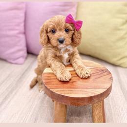 Beauty - Red female Cavapoo puppy in Ormond Beach, Florida from Florida Coast Doodles