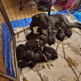Boxer Puppies from Andrus Family Boxers