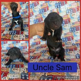 Uncle Sam - Black male Catahoula Leopard Dog puppy in Forbes, Minnesota from North Country Catahoulas