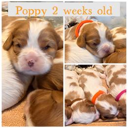 Poppy - Blenheim female Cavalier King Charles Spaniel puppy in Atwater, California from Countryside Royalty Cavaliers