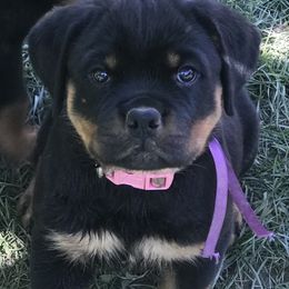 Rottweiler Puppies from Von Helden Herz