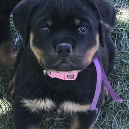 Rottweiler Puppies from Von Helden Herz