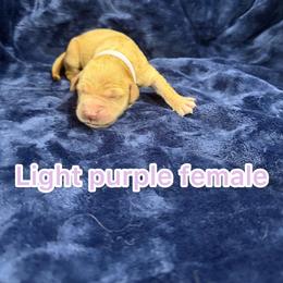 Light purple - Golden female Golden Retriever puppy in Salt Lake City, Utah from Soaring golden retrievers