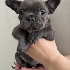 Boy 1 - French Bulldog puppy in Pennsylvania from R & C French Bulldogs
