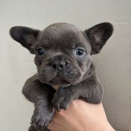 Boy 1 - French Bulldog puppy in Pennsylvania from R & C French Bulldogs