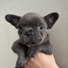 Boy 1 - French Bulldog puppy in Pennsylvania from R & C French Bulldogs