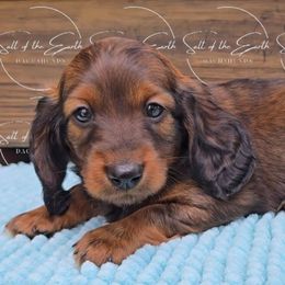 Ravioli - Red male Dachshund puppy in Zebulon, North Carolina from Salt of the Earth Dachshunds