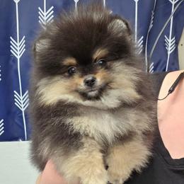 Girl 1 - Black and tan female Pomeranian puppy in Creswell, North Carolina from Grace's Poms🐾💕