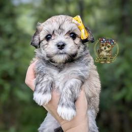 Thicket - Black and tan male Morkie puppy in Barren Springs, Virginia from Seeking Shalom Acres Maltese, Maltipoos & Havamalts