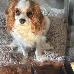 Pebbles - Cavalier King Charles Spaniel
