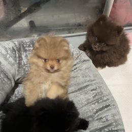 Caramel - Pomeranian